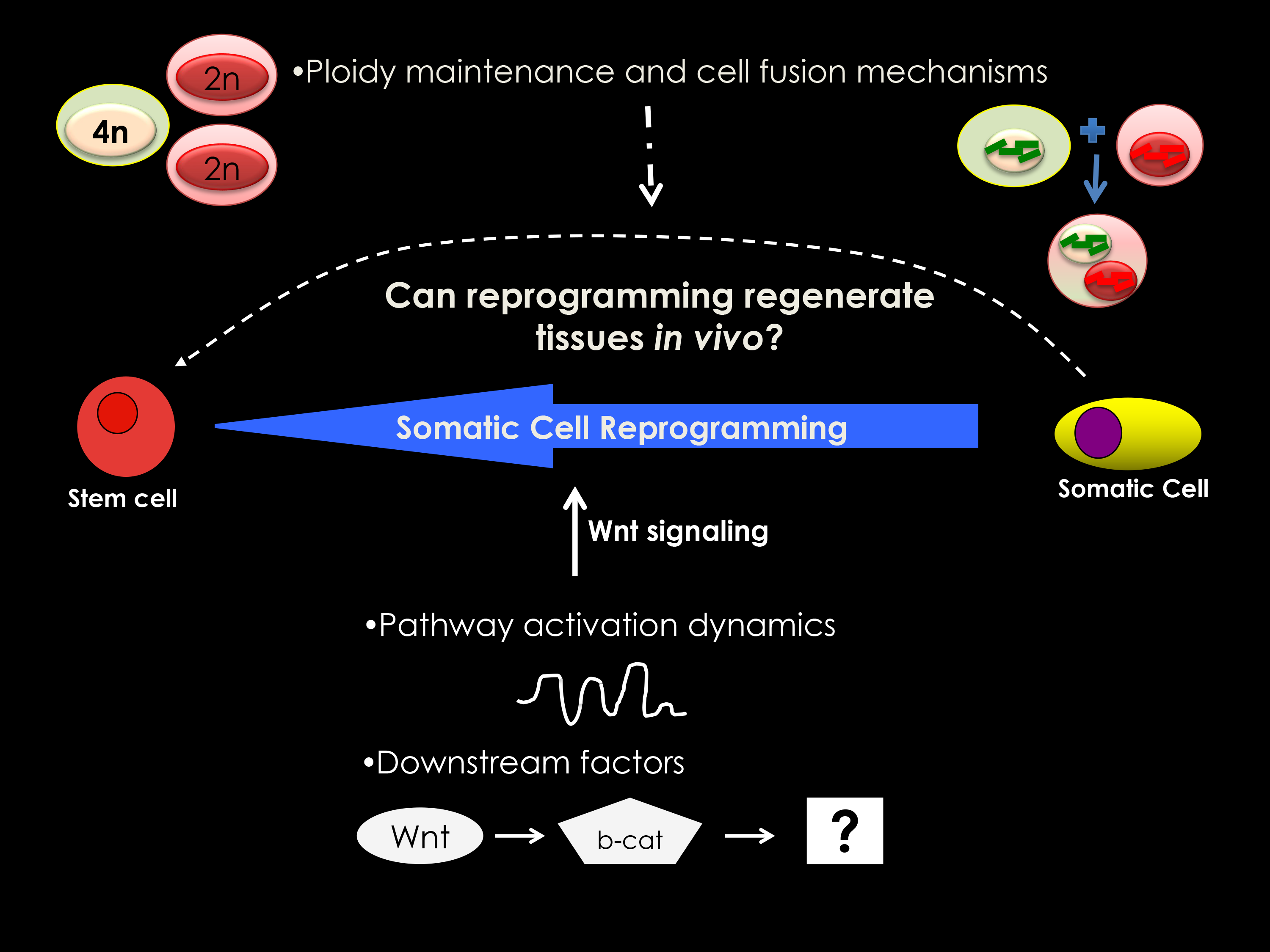 Wnt-mediated mechanisms that regulate somatic cell reprogramming and pluripotency.